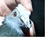 Versuche zur olfaktorischen Navigation von Brieftauben