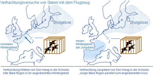 Wiederfunde von Jung- und Altstaren 