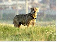 Wolf mit Sendehalsband