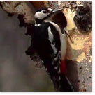 Klopfen ohne Kopfschmerzen