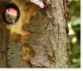 Blick durch die Webcam: Der Specht will raus