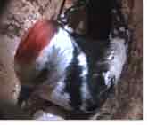 Blick durch die Webcam: Fritz