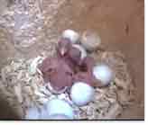 Blick durch die Webcam: Die Spechtjungen