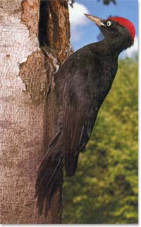 Auf das Bild klicken, um ein akutelles Video zu sehen.