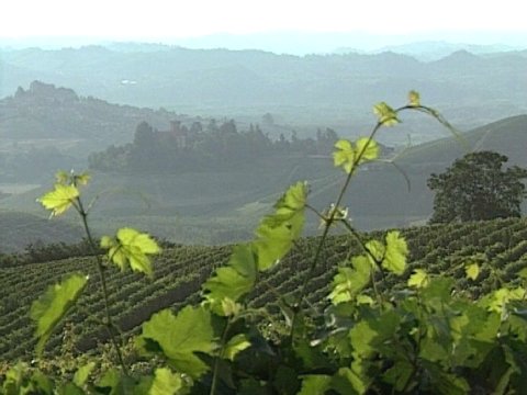 Lanschaftsaufnahme von Weinbergen [Klick auf das Bild, schließt das Fenster]