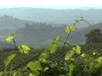 Lanschaftsaufnahme von Weinbergen