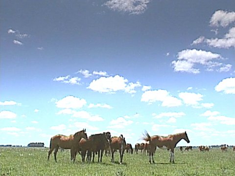 Eine Herde von Pferden auf freiem Feld. [Klick auf das Bild, schließt das Fenster]