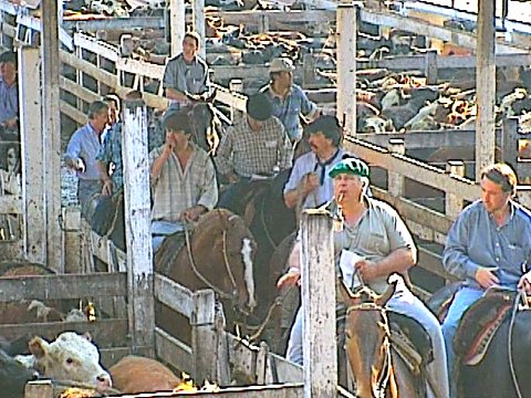 Der Viehmarkt von Buenos Aires [Klick auf das Bild, schließt das Fenster]