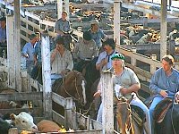 Der Viehmarkt von Buenos Aires