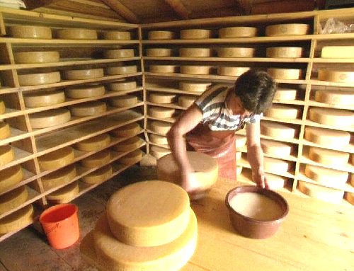 Eine Frau in einer Käserei [Klick auf das Bild, schließt das Fenster]