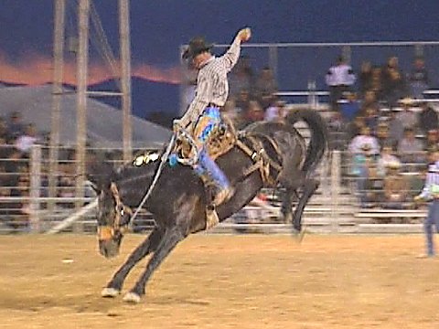 Ein Reiter auf einem wildem Pferd beim Saddle bronc riding [Klick auf das Bild, schließt das Fenster]