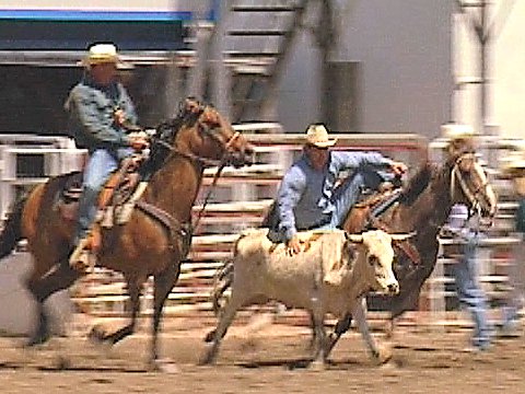 Ein Reiter versucht ein Kalb einzufangen [Klick auf das Bild, schließt das Fenster]