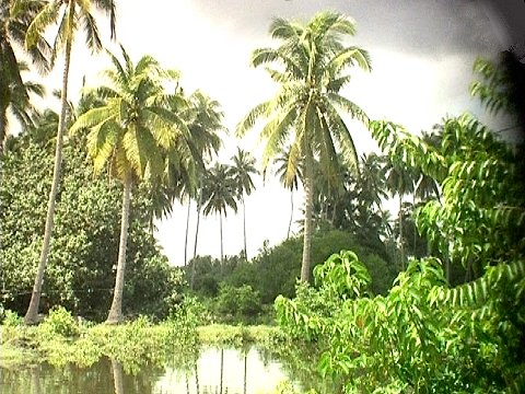 Ein Fluss im Dschungel [Klick auf das Bild, schließt das Fenster]