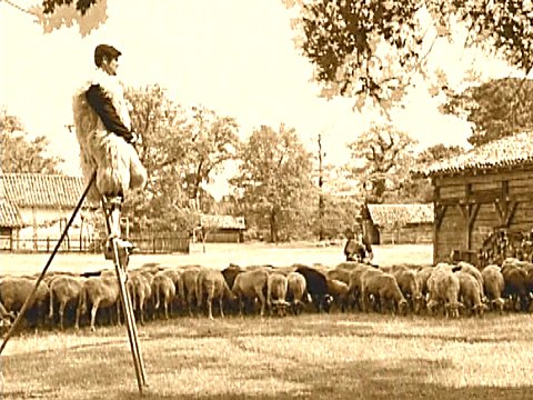 Historisches Foto eines Schafhirte auf Stelzen mit Schafherde [Klick auf das Bild, schließt das Fenster]