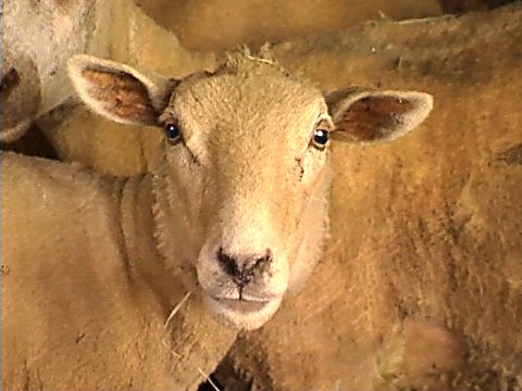 Ein Schaf [Klick auf das Bild, schließt das Fenster]