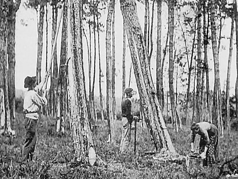 Historisches Foto von Arbeitern in Wald [Klick auf das Bild, schließt das Fenster]