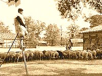 Historisches Foto eines Schafhirte auf Stelzen mit Schafherde