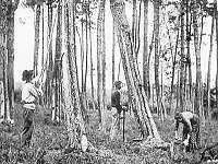 Historisches Foto von Arbeitern in Wald