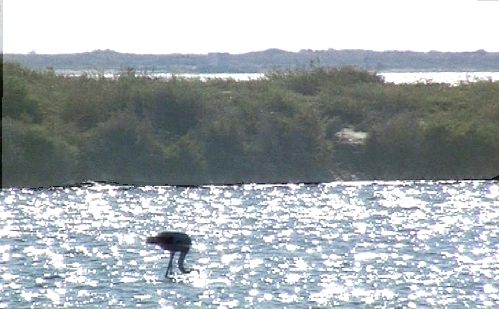 Fischreiher in einem See [Klick auf das Bild, schließt das Fenster]