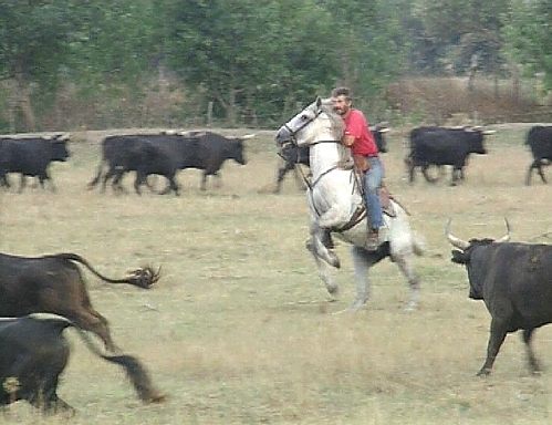 Ein Rinderhirte treibt wildlebende Stiere zu Pferd zusammen [Klick auf das Bild, schließt das Fenster]
