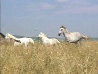 Wildpferde in der Camargue
