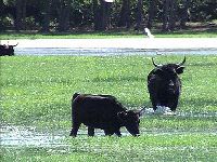 Einige Stiere in der Sumpflandschaft Südfrankreichs
