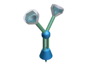 Antikörper-Modell