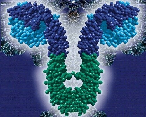 Antikörper (Modell)