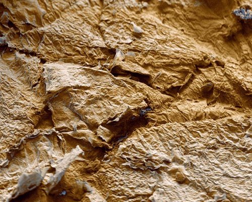 Makroaufnahme der Haut