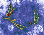 Ebola-Virus ©eye of science