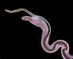 Schistosoma ©eye of science
