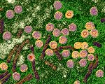 Foto einer Hepatitis-Infektionen ©eye of science