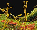 Vergrößerung von Schimmelpilzen ©eye of science