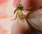 Foto einer Wespe ©SWR