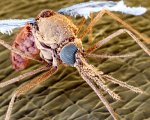 Anopheles mosquito ©eye of science