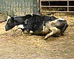 Cow suffering from BSE
