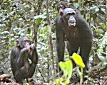 Chimpanzees  &copy;SWR