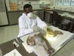 Vaccine in animal experiment
