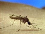 Anopheles mosquito