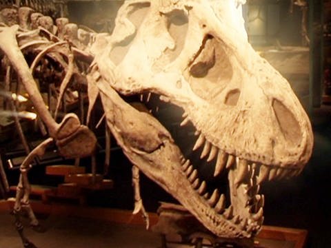 Skelett eines Tyrannosaurus rex im Royal Tyrell Museum, Kanada. (Foto: SWR - Screenshot aus der Sendung)