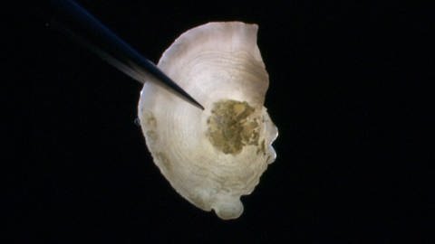 Das Gehörsteinchen des Quastenflossers sieht aus wie eine dünne weiße halbrunde Platte (Foto: WDR)