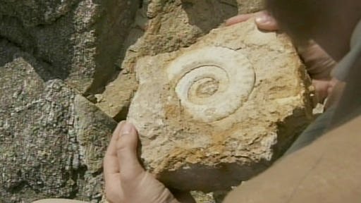 Nahaufnahme eines versteinerten Fossils (Foto: SWR – Screenshot aus der Sendung)