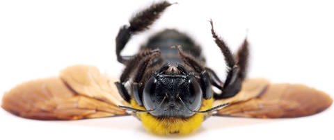 totes Insekt (Foto: Imago)