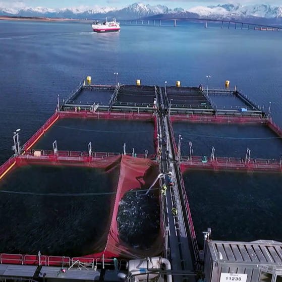Becken einer Aquakultur-Anlage in Norwegen. (Foto: SWR – Screenshot aus der Sendung)