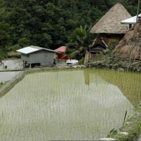 Reispflanzen in wassergefüllten Terrassen, dahinter einige Hütten (Foto: SWR/WDR – Screenshot aus der Sendung)