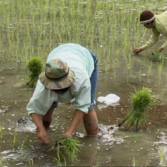 Frauen setzen Reispflanzen ins Wasser. (Foto: SWR/WDR – Screenshot aus der Sendung)