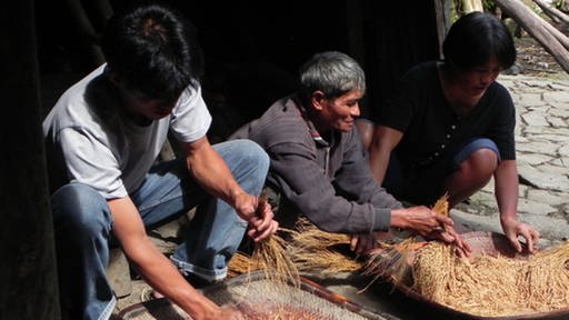 Reiskörner werden von den Rispen gestreift und aus den Hülsen gestampft (Foto: SWR)