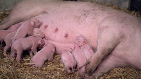 Eine Sau mit mehreren Schweinebabies. (Foto: SWR – Screenshot aus der Sendung)