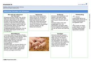 Arbeitsblatt 3b: Natürliches Verhalten von Schweinen (Foto: )