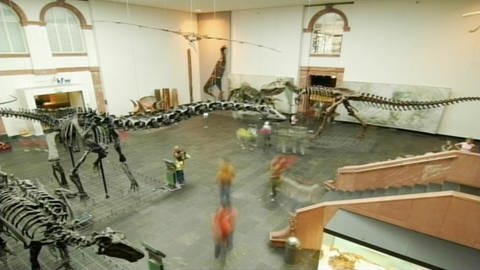 In einem großen Raum stehen mehrere Saurier-Skelette. Das Skelett eines Flugsauriers ist an der Decke aufgehängt. (Foto: SWR/WDR)